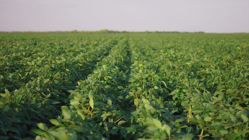 soybean soy field of green plants a general plan nature agriculture. organic farming. agriculture plantation business farm concept. soy lifestyle vegetable healthy food agriculture Royalty-Free Stock Footage #1084535200