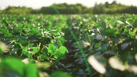 soybean soy field of green plants lifestyle a general plan nature agriculture. organic farming. agriculture plantation business farm concept. soy vegetable healthy food agriculture