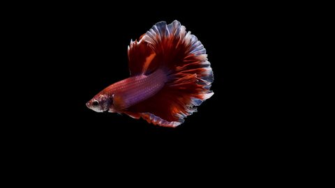 Royal Red coloured Siamese half moon Betta splendens, also known as Thai Fighting Fish or betta, is a species in the gourami family which is popular as an aquarium fish on white background