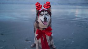 Happy husky dog with a carnival horn and red bow on the beach. Tropical Happy New Year, Merry Christmas, gifts presents, xmas, santa claus - Powered by Shutterstock - Get 15% off with code: PIKWIZARD15