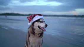 Happy husky dog, cute funny Santa dog with Santa hat on the beach. Tropical new year suit Happy New Year Merry Christmas gifts Christmas present xmas santa claus - Powered by Shutterstock - Get 15% off with code: PIKWIZARD15