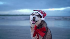 Happy husky dog, cute funny Santa dog with Santa hat and a red bow on the beach. Tropical new year suit Happy New Year Merry Christmas gifts Christmas presents xmas santa claus - Powered by Shutterstock - Get 15% off with code: PIKWIZARD15