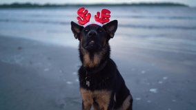 Happy german shepherd dog with festive horns on the beach. Tropical new year suit Happy New Year. Merry Christmas, gifts Christmas presents xmas santa claus. - Powered by Shutterstock - Get 15% off with code: PIKWIZARD15