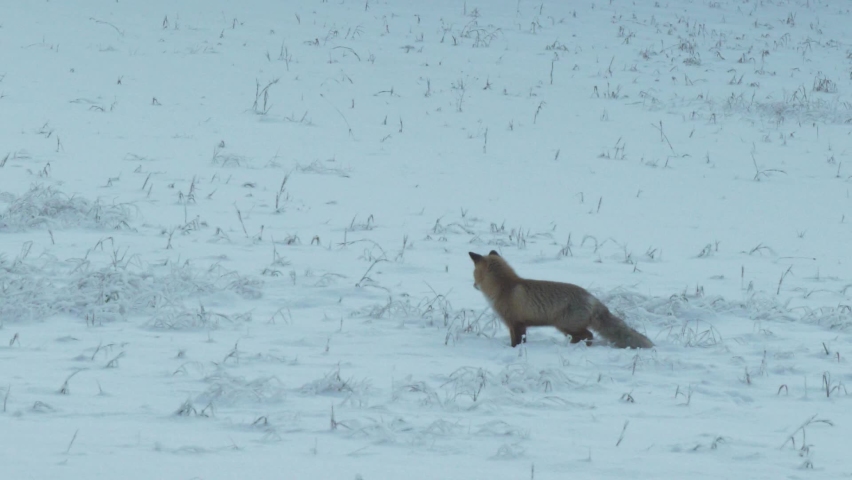 Majestic fox running in snowy landscape in slow motion follow shot
