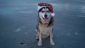 Happy husky dog, cute funny dog with Santa hat on the beach. Tropical new year, Merry Christmas, gifts Christmas presents, xmas - Powered by Shutterstock - Get 15% off with code: PIKWIZARD15