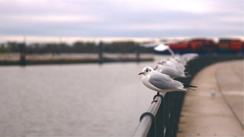Kittiwake seagulls standing on a handrail in a seaside urban area near a harbour, group of sea birds