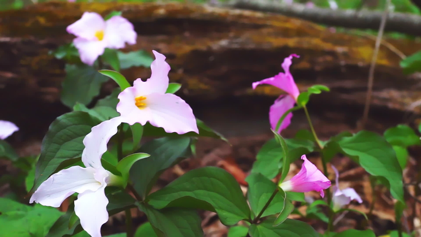 Closeup of wild white and pink trillium wildflowers flowers in early spring in Virginia, USA Blue Ridge Mountains parkway in Wintergreen Resort