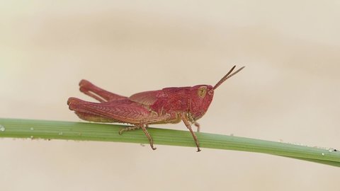 Rare Pink Field Grasshopper on grass stem