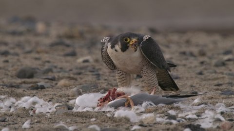 Peregrine Falcon Bird Predation with Gull Kill Eating Feeding Looking Around