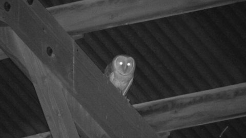 Barn Owl Perched in Bulding Rafters Eyeshine Reflection in Infrared