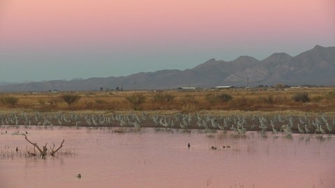 Sandhill Crane Flock Cranes Standing at Dusk Twilight Evening in Arizona