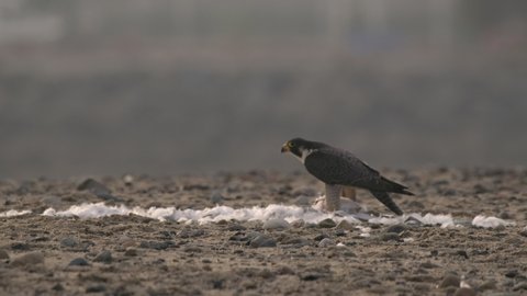 Peregrine Falcon Predation Kill Eating Feeding Pulling Feathers on Gull Bird
