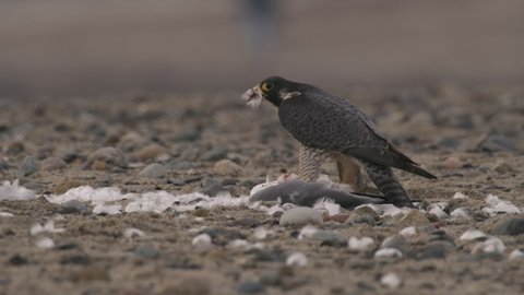 Peregrine Falcon Predation Kill Eating Gull Bird Predator and Prey on Beach