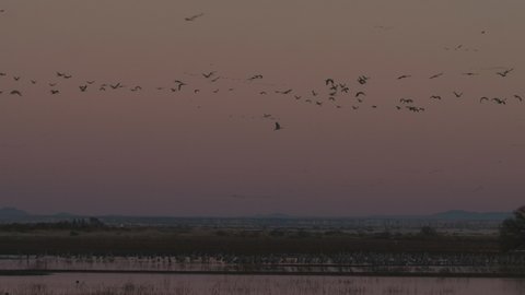 Flocks Cranes Flying Leaving Dawn Dusk Orange Sky Horizon Distance Migrating