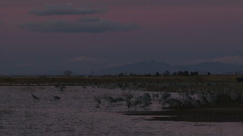 Sandhill Crane Flock of Cranes Standing Flying Dawn Dusk Purple Orange Sky