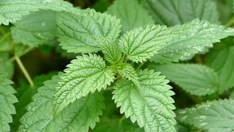 Stinging nettle plant close up, Urtica dioica leaves, Common nettle closeup stock video