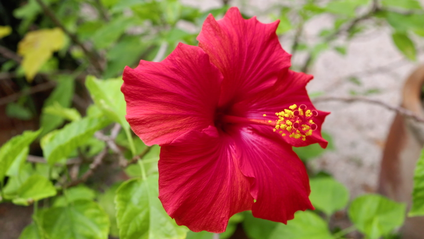 4K slow motion of a bright red hibiscus flower gentle blowing in the wind.  Royalty-Free Stock Footage #1084549531