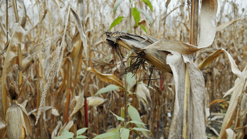 Rotten and infested corn close-up in the field, poor bad harvest Royalty-Free Stock Footage #1084549732