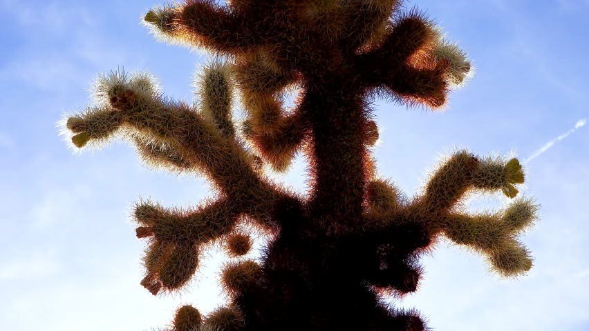Teddy bear cholla (Cylindropuntia bigelovii). Cholla Cactus Garden at Joshua Tree National Park. California
