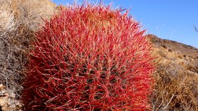 Desert mountain landscape with cacti. Desert barrel cactus Ferocactus cylindraceus, Joshua Tree National Park, south California - Powered by Shutterstock - Get 15% off with code: PIKWIZARD15