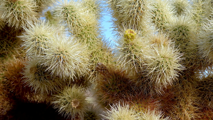 Teddy bear cholla (Cylindropuntia bigelovii). Cholla Cactus Garden at Joshua Tree National Park. California