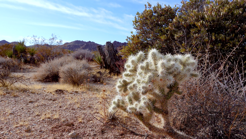 Silver cholla (Cylindropuntia echinocarpas) in Cholla Cactus Garden, Joshua Tree National Park, California USA