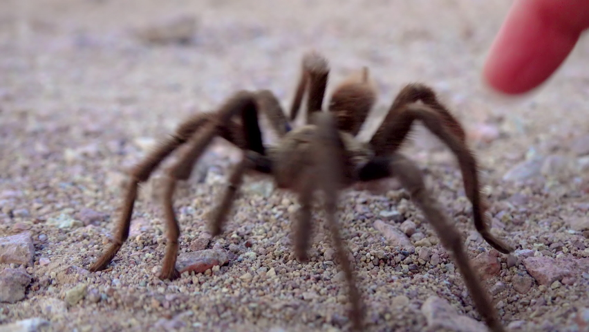 Arizona Blond Tarantula (Aphonopelma chalcodes) mature male running on the ground. Arizona, USA
