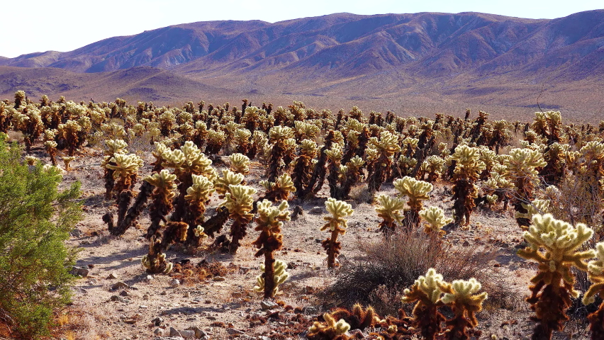Teddy bear cholla (Cylindropuntia bigelovii). Cholla Cactus Garden at Joshua Tree National Park. California
