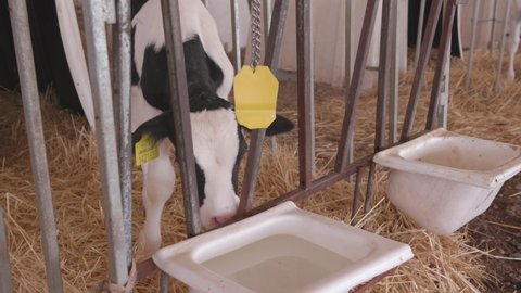 A small calf is seen between the bars at the calf rearing facility. 1