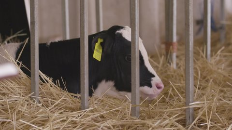 A small calf is seen between the bars at the calf rearing facility. 1