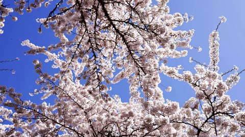 garden apricot blossoming tree with flowers on blue sky, slow motion, springtime