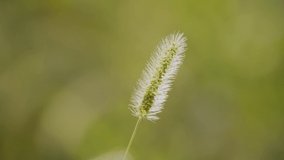 Delicate blurred background of green grass with spikelets