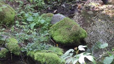 Peat Moss And Water In The Forest