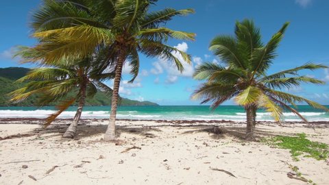 Swaying green branches of coconut trees against the backdrop of the emerald sea and blue sky. A charming secluded beach, deserted and beautiful. Turquoise water with white waves on the Caribbean coast