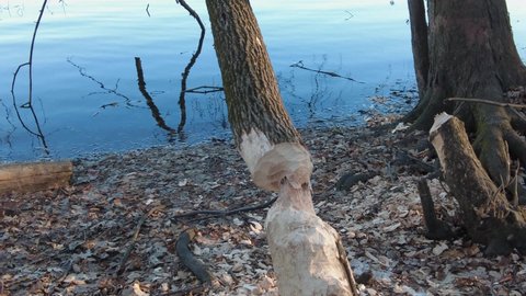 Video showing the results of a beaver's work, with a gnawed tree and wood chips on the ground, on the bank of a river