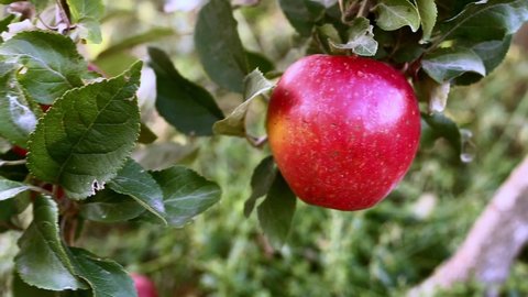 Red Apple hanging on branch of apple tree in orchard. Fruit Autumn harvest in garden. Organic food - Apples farm plant in nature. 