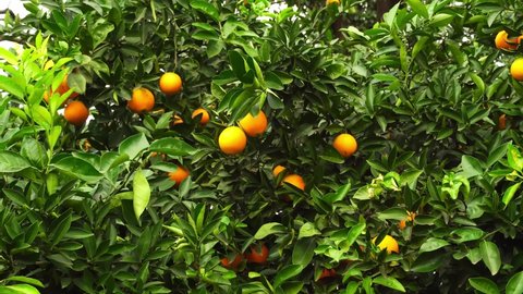 Tangerine trees grow on the plantation. Tangerine garden with mature tangerines shimmers in the sun. The wind strongly tilts the trees. Farming and gardening agriculture