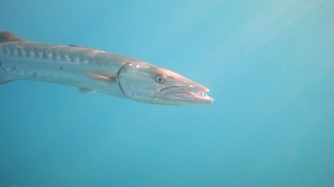 Great barracuda fish opens mouth in the blue sea, slow motion 240 fps