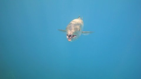 Great barracuda in the blue sea close up, slow motion 240 fps