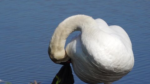 swan standing in the water and  preening feather