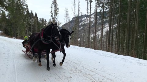 Zakopane,Poland - December 15, 2021: Horse sledding sleigh rides. Horses sleigh moves fast on alley, up to the mountains. Horses are pulling the sleigh in harness.