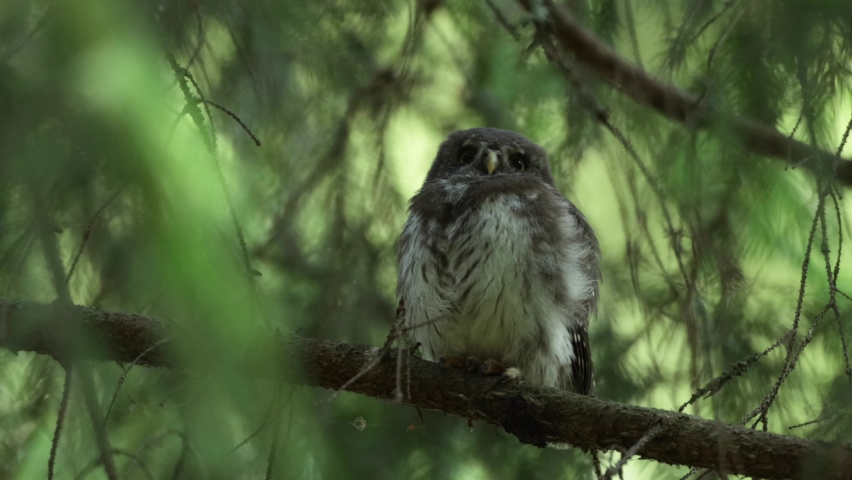 Small Eurasian pygmy owl, Glaucidium passerinum chick sitting on an European spruce branch and sleeping in Estonian boreal forest. Royalty-Free Stock Footage #1084561924