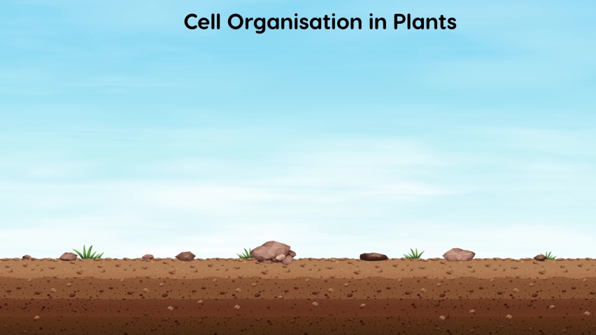 Cell organization in plants from cell to cell organelle Royalty-Free Stock Footage #1084562458