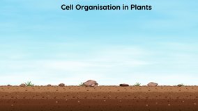 Cell organization in plants from cell to cell organelle