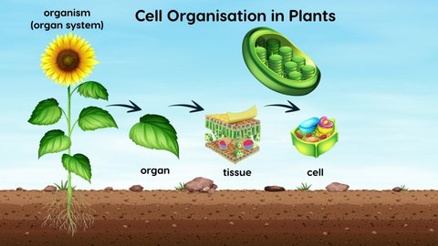 Cell organization in plants from cell to cell organelle