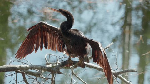 male anhinga sunbathing and drying its wings after swimming