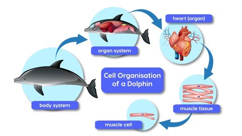 Cell organisation within a dolphin (and other mammals)