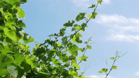 Wine tendrils in the wind, young green leavesing in the breeze. Blue sky and clouds in the background.