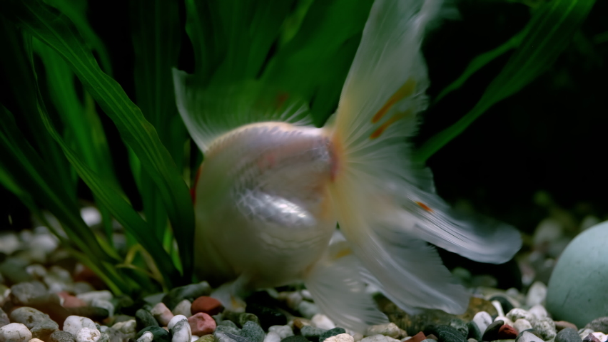 Goldfishes swimming in aquarium with green plants and stones.