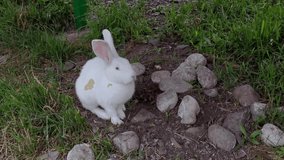 White rabbit outdoor portrait. Slow video. Easter cute pet. Farming animal. Fluffy bunny. Garden background. Red eyes
